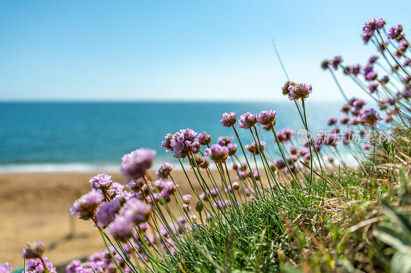 Armeria maritima的近景